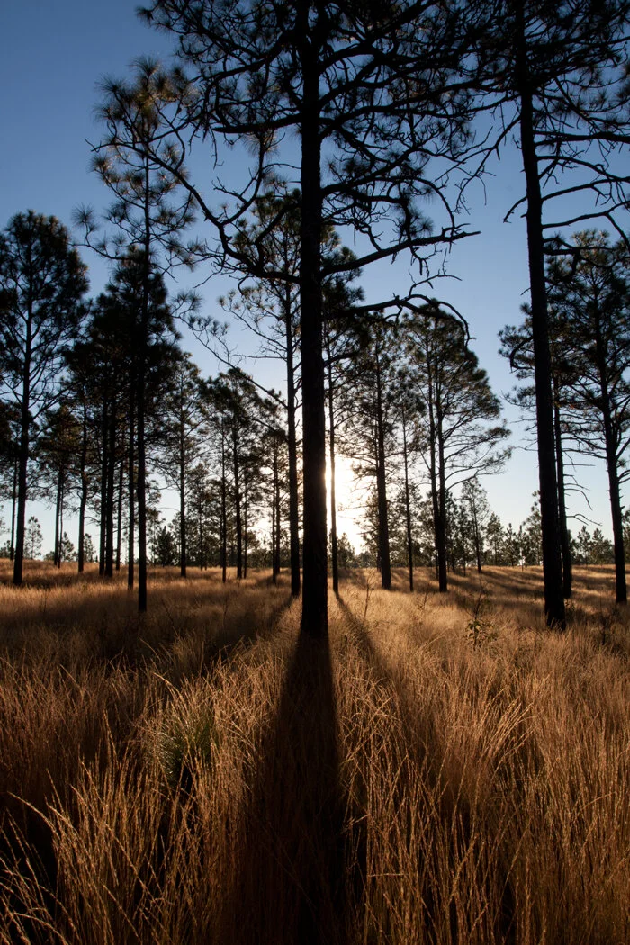 pines_kbb_longleaf_pines.jpg