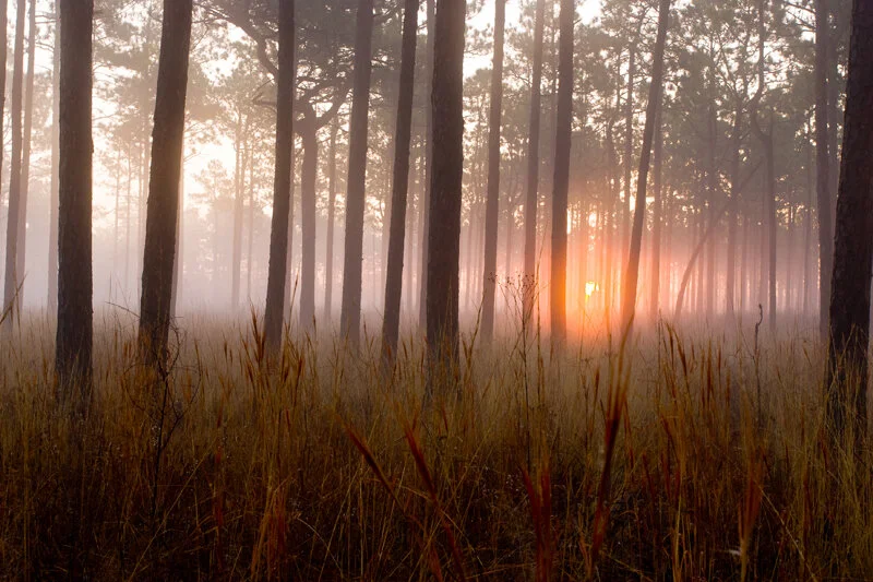 pines_kbb-sunrise-through-longleaf-pine-stand.jpg