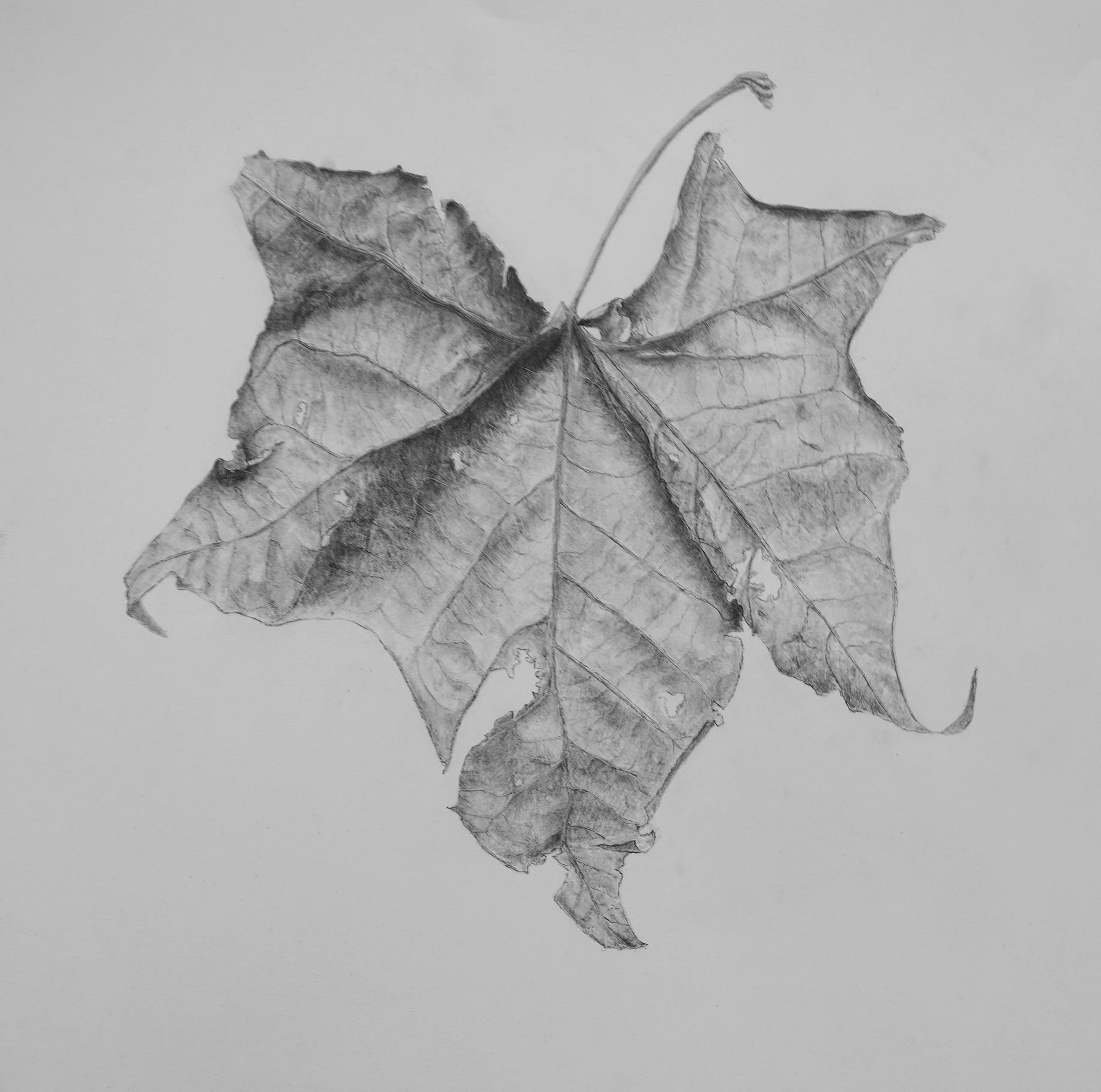 Leaf, 24" x 18", Graphite