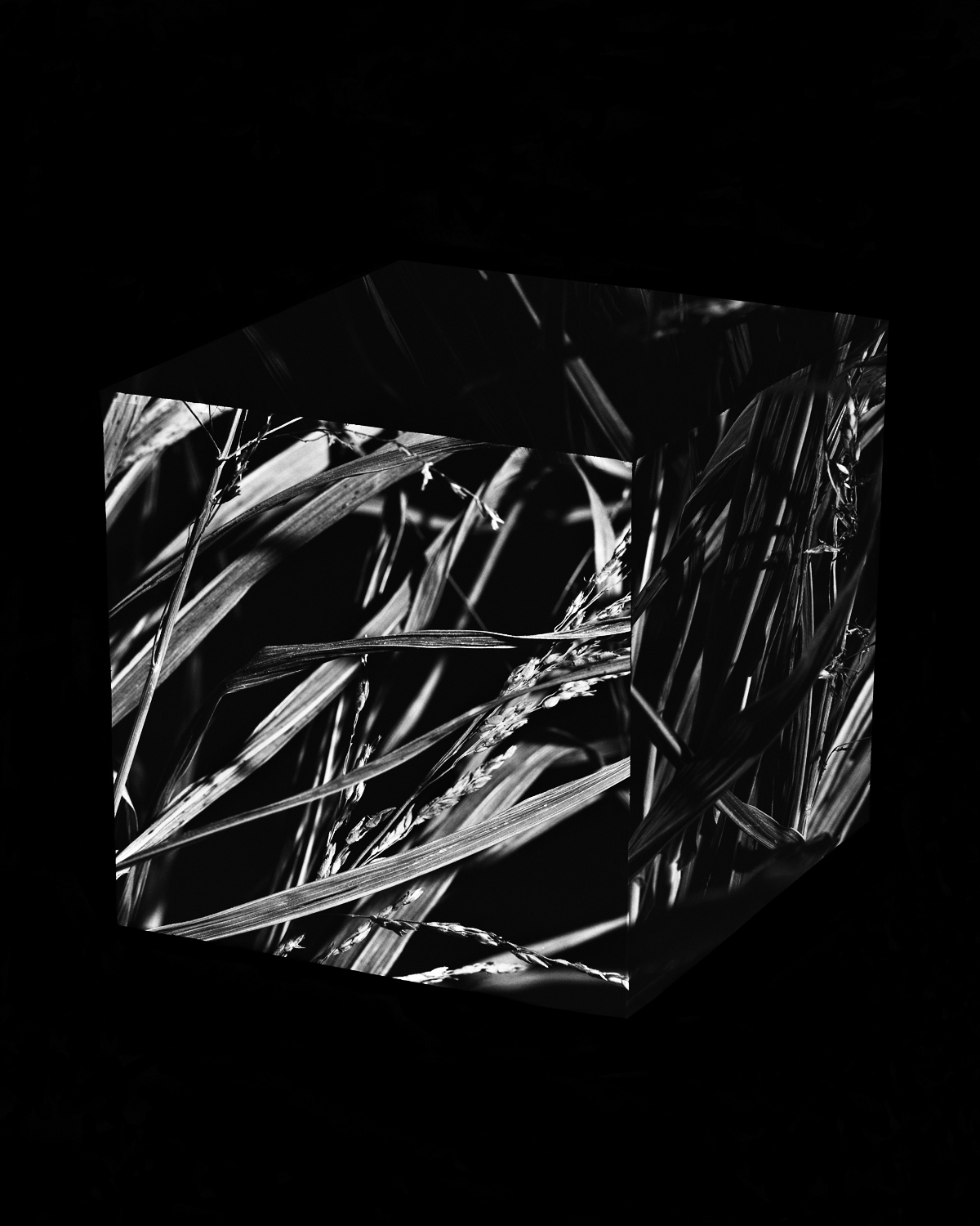 Dead Grass Cube 2.jpg