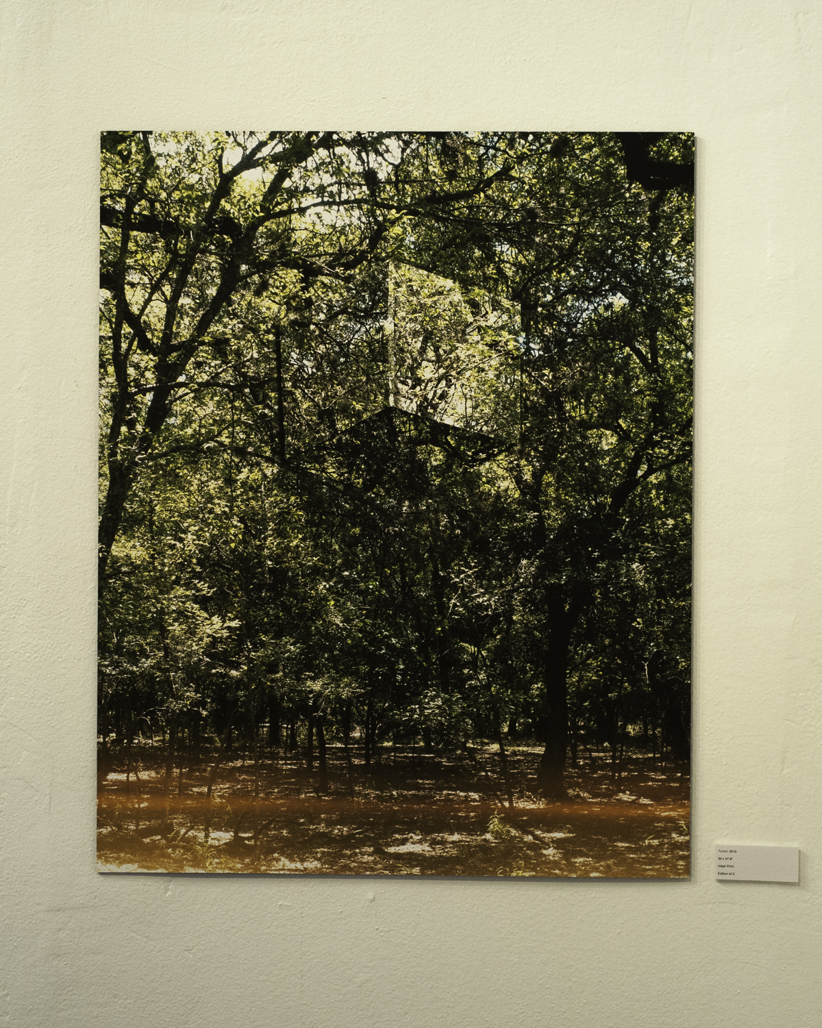   Forest , 2015  Digital Inkjet Print  30”x37.5” 