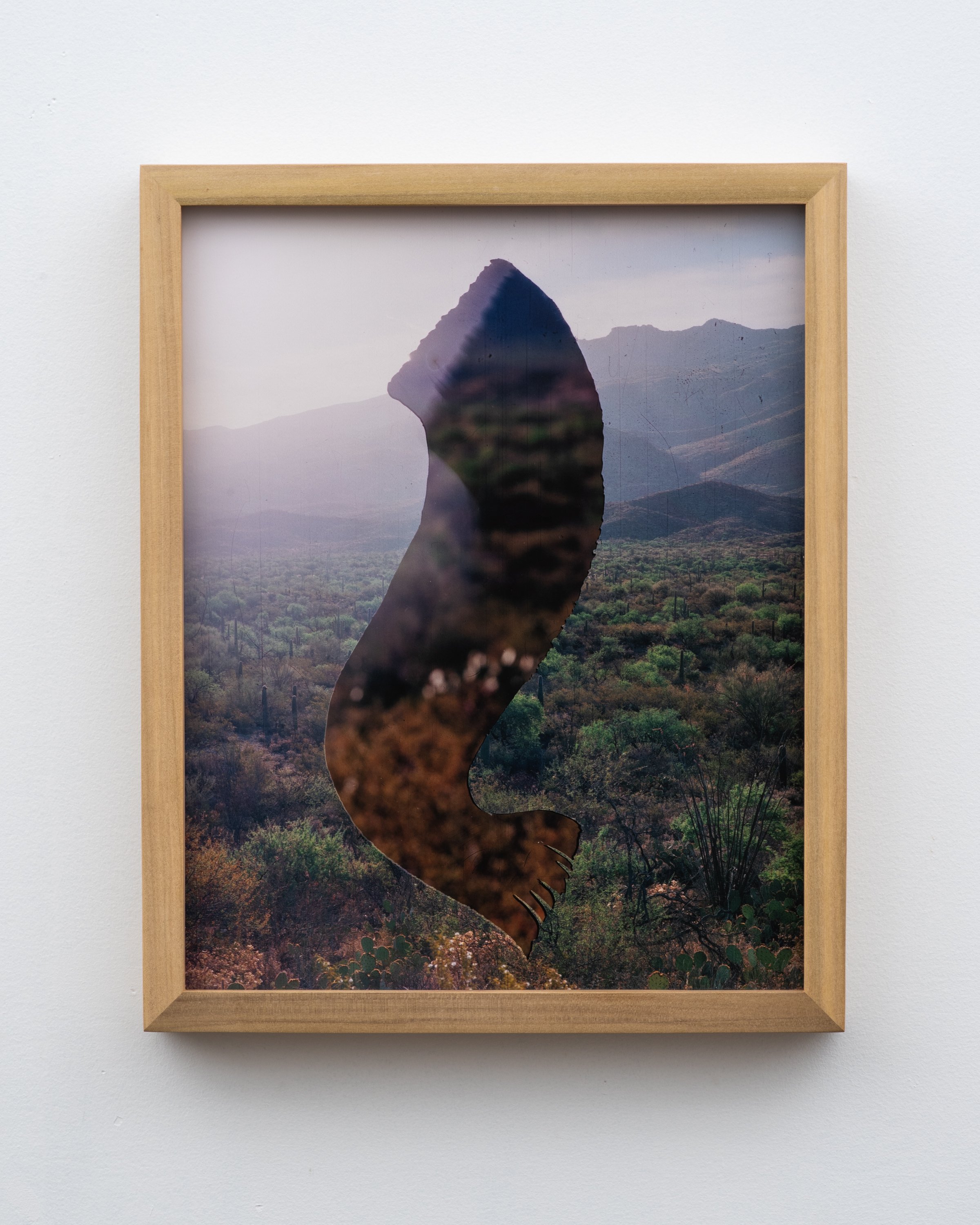   Analog Matte #155 (Cactus Forest) , 2023  Large format photograph, artist-made frame  12” x 15”  Edition of 10+AP 