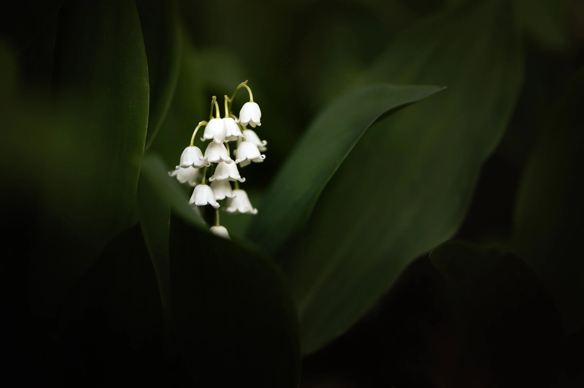 Lily of the Valley