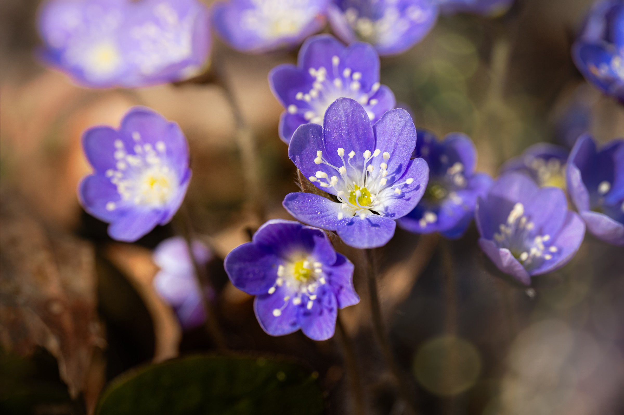 Purple Hepatica