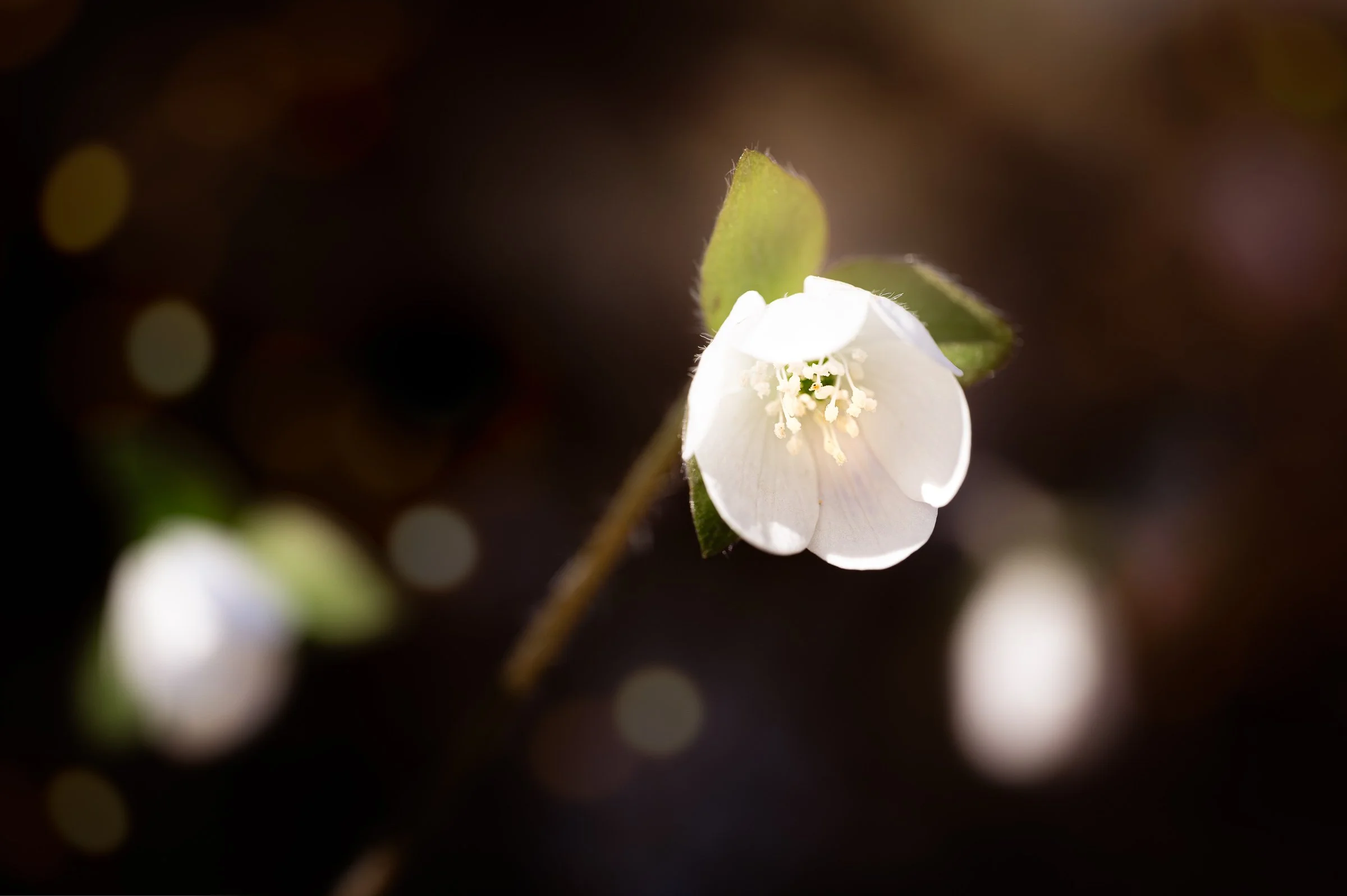 Hepatica (liverwort)