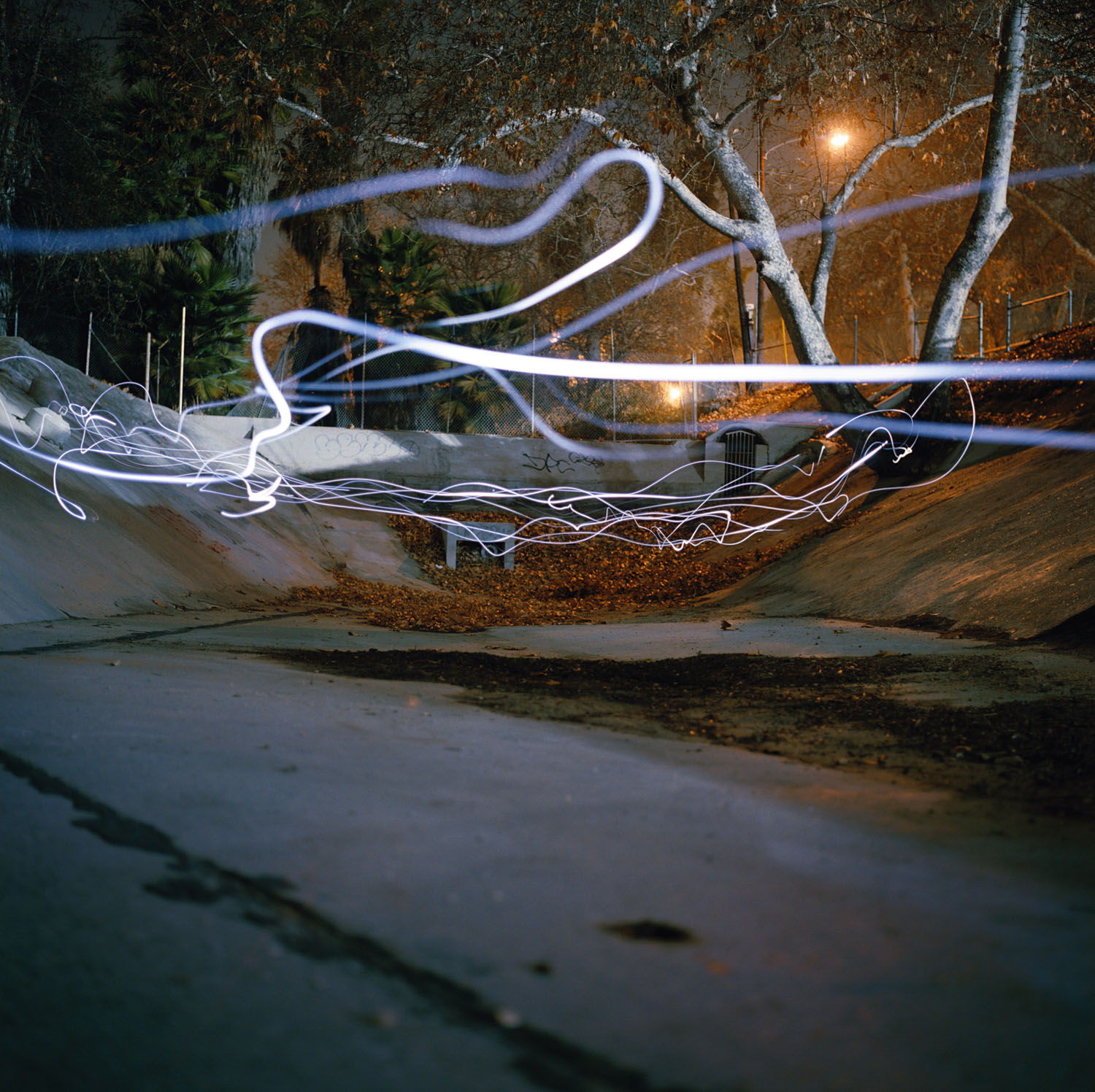 LA River Tree 2007 c-print, 48 x 48 inches