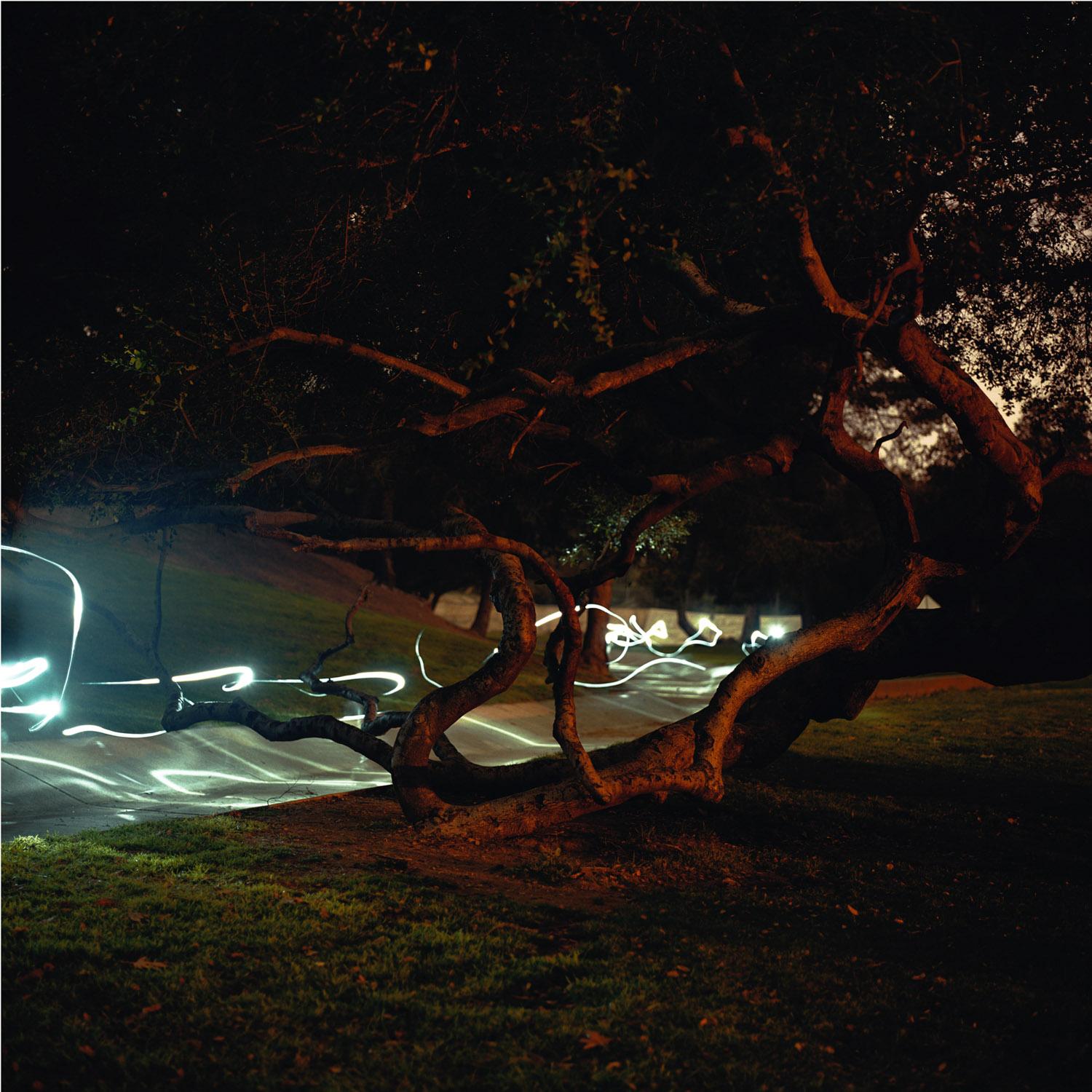 Griffith Park 2007 c-print, 48 x 48 inches