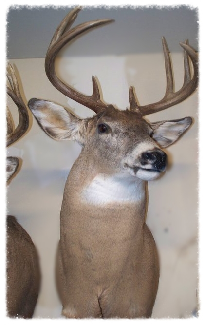 whitetail2.jpg