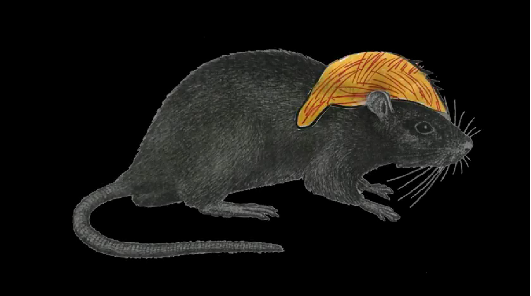 Donald Trump: RATA DE DOS PATAS (Rat with Two Legs) - GET OUT THE VOTE Nov 6th!!!