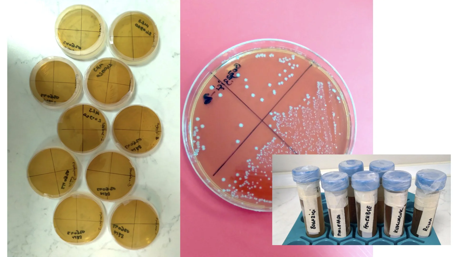 microbial_isolation_from_soil.jpeg