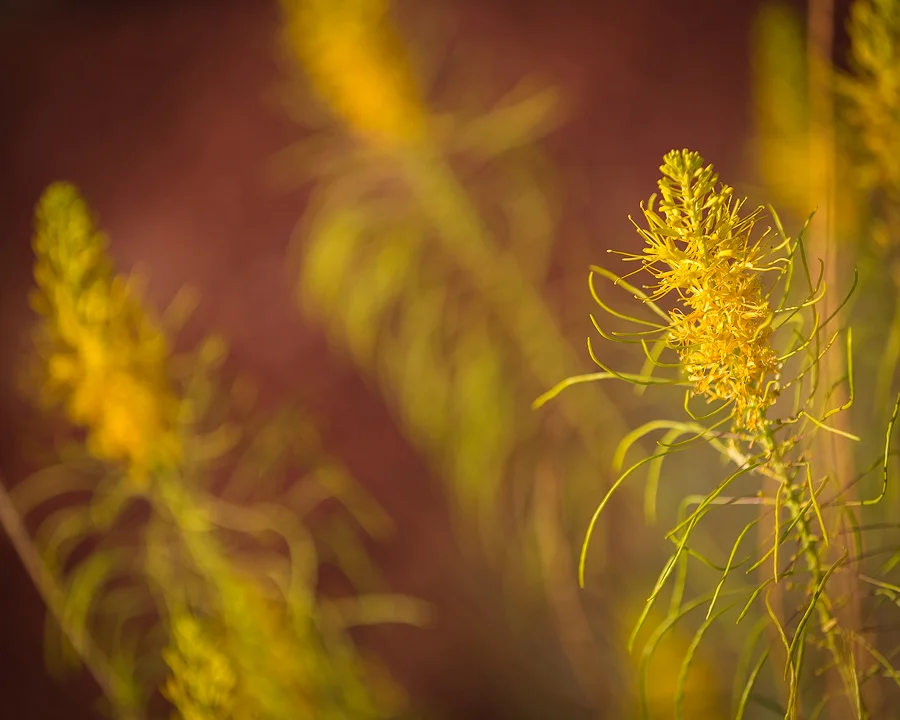 _R9A0593-Edit-(900w).jpg