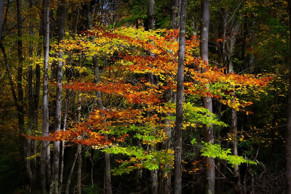 Mother Nature's Mark
