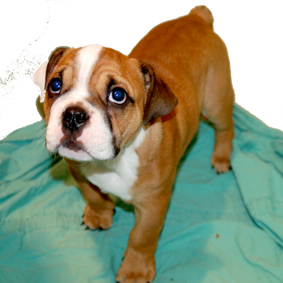 eye care center for animals