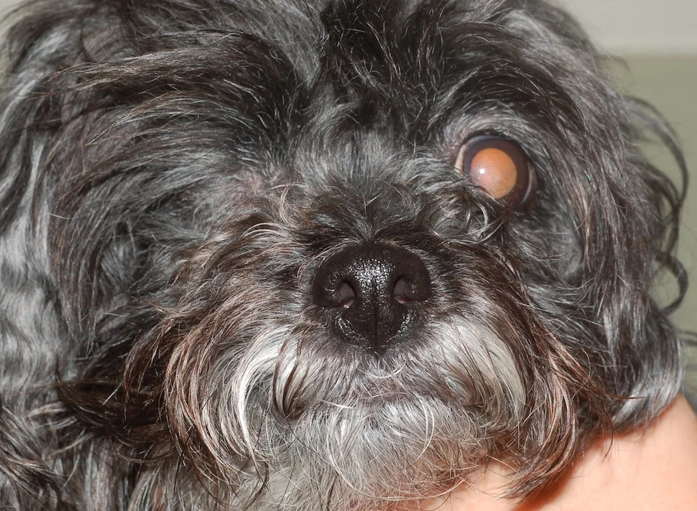 Images — Animal Eye Care