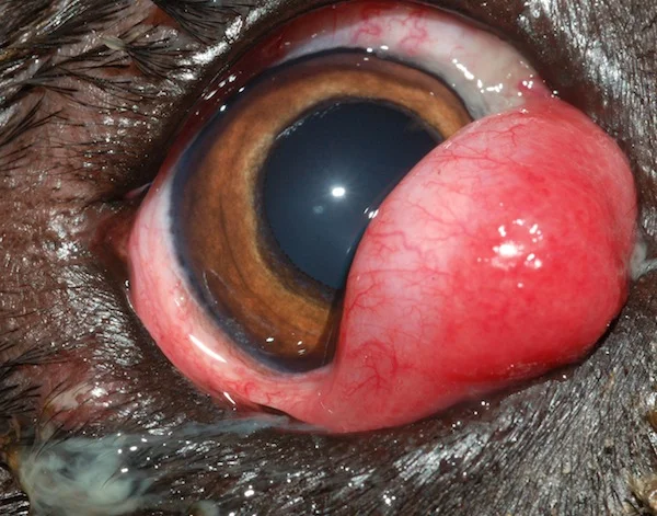 Cherry eye.jpeg
