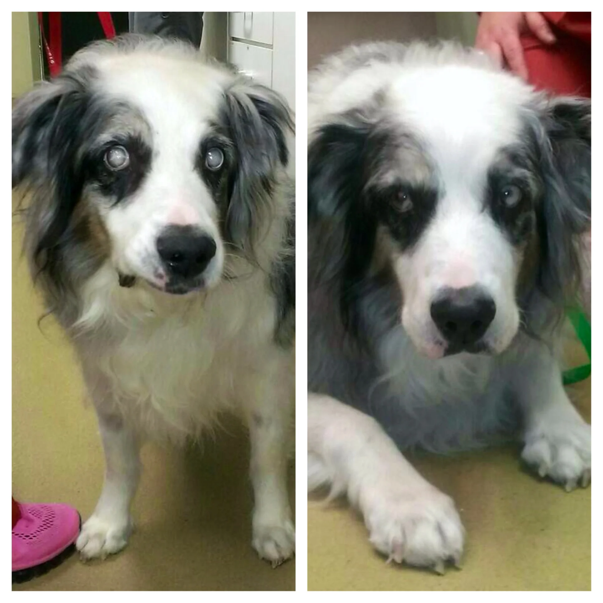 cataract eye surgery for dogs