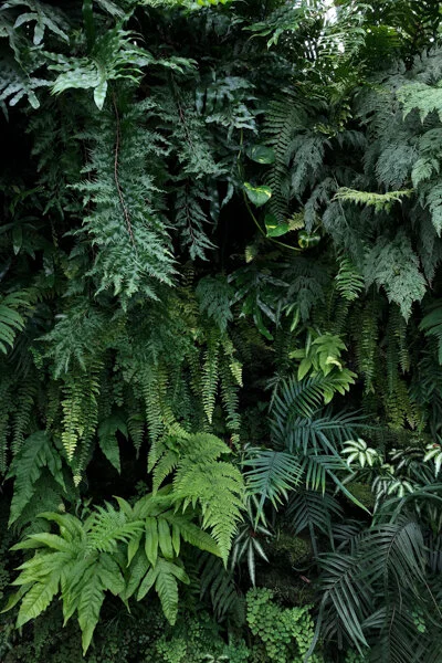 DanaeHorst-FernWall-GPC-high.jpg