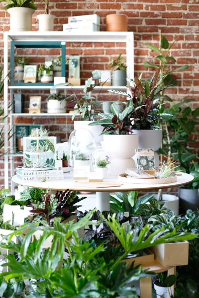 DanaeHorst-Merchandising-FoliaCollective-high.jpg