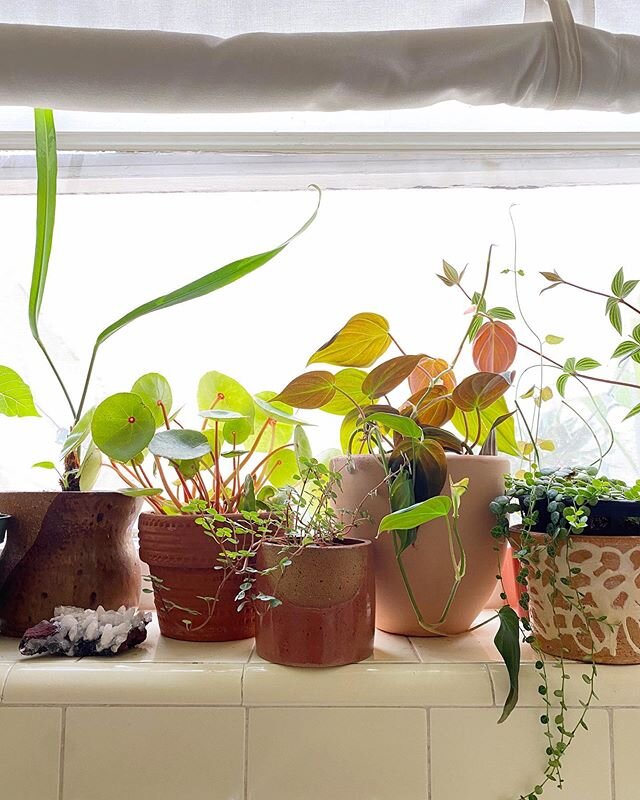 Sunday with a few of the kitchen windowsill crew. (Plants from L to R: Anthurium ottonis, Begonia conchifolia var. rubrimacula, Pilea glauca [which doesn&rsquo;t have an accepted name, apparently], Philodendron hederaceum aka &lsquo;Micans&rsquo;, Pe