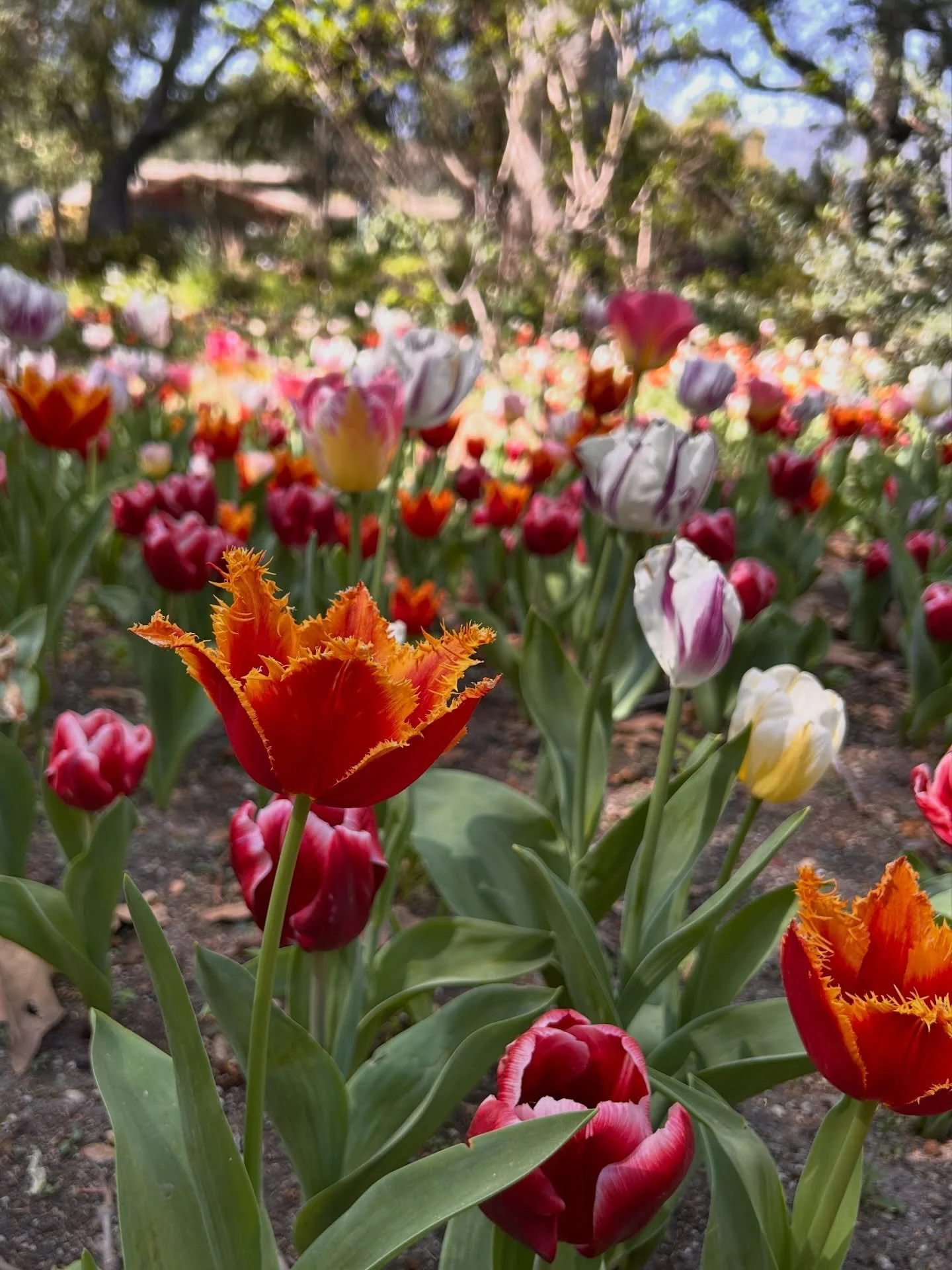 So much in bloom at @descansogardens today! From the explosion of color along the tulip promenade, to the nostalgic fragrance of the early lilacs (the scent of spring in my Wyoming hometown), the blossoms swaying in the breeze in the California Garde