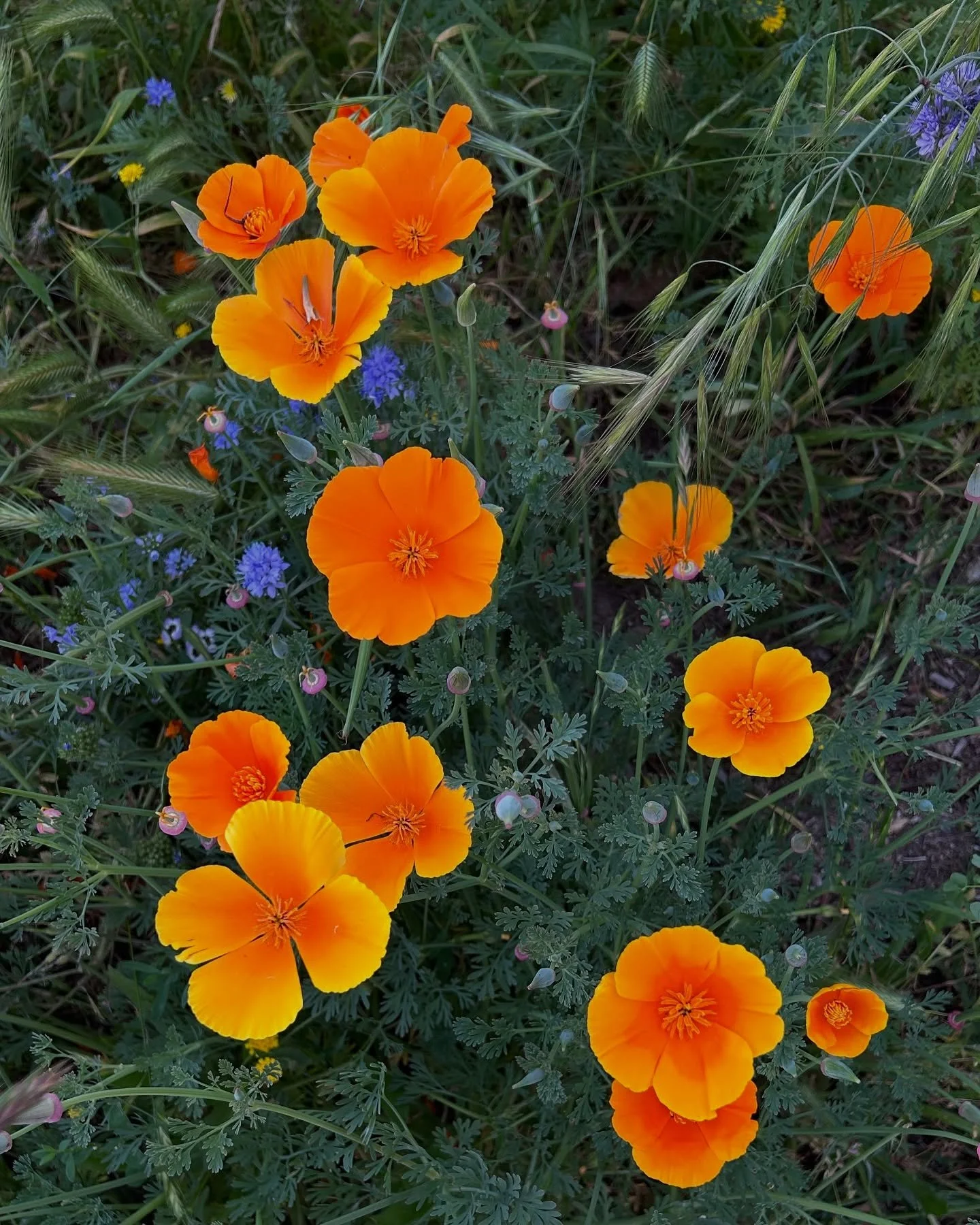 In honor of the final day of California Native Plant month, my little love song to today&rsquo;s plant- Eschscholzia californica, the California Poppy. I&rsquo;ve only been blessed with one opportunity to visit the poppy preserve (and I made the mist