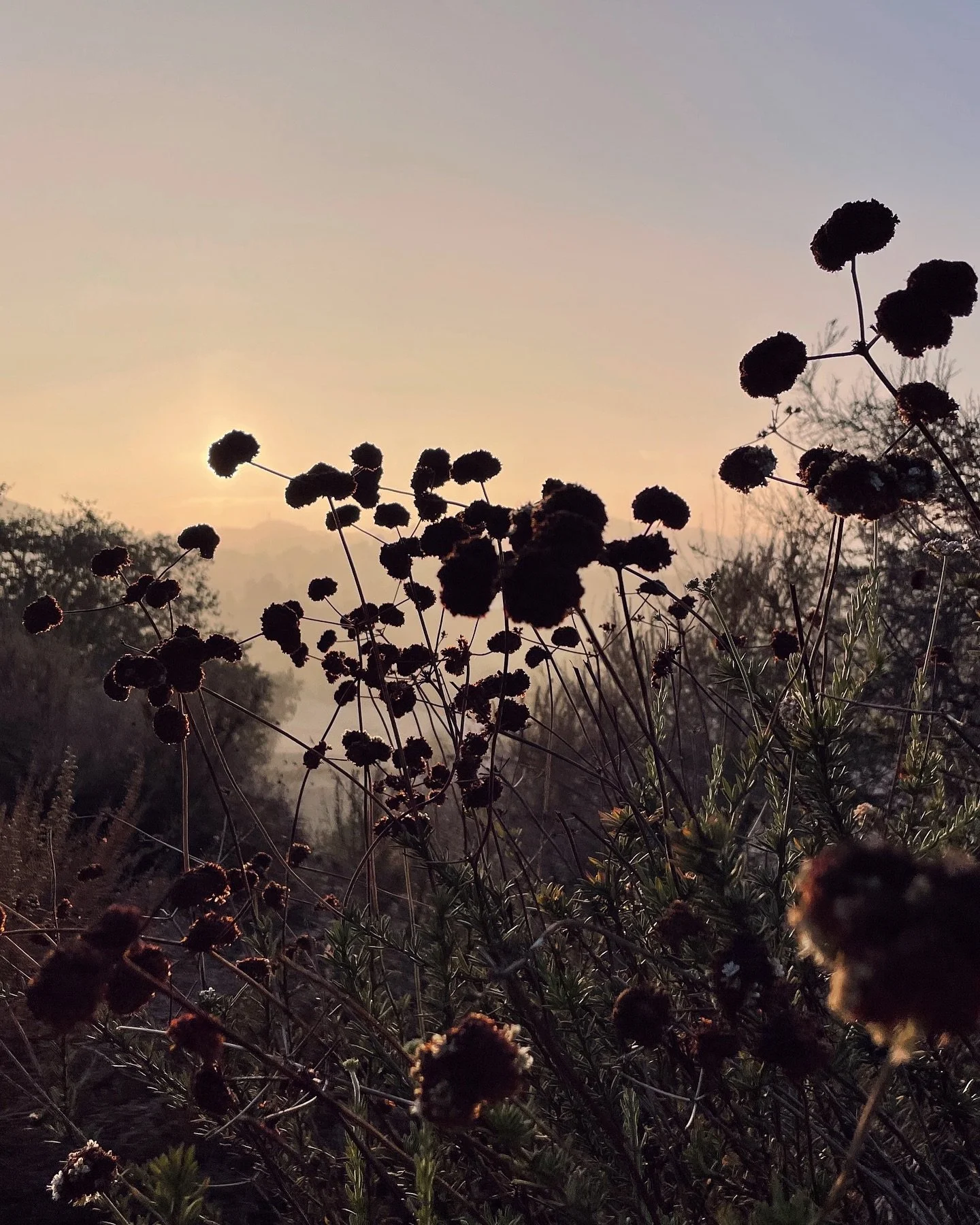 In Southern California most of our trees don&rsquo;t change color in the fall, and instead of crisp, cool days, our temps climb in September and October; but the Buckwheat blooms turn a gorgeous range of rusty reds and oranges and that has become the