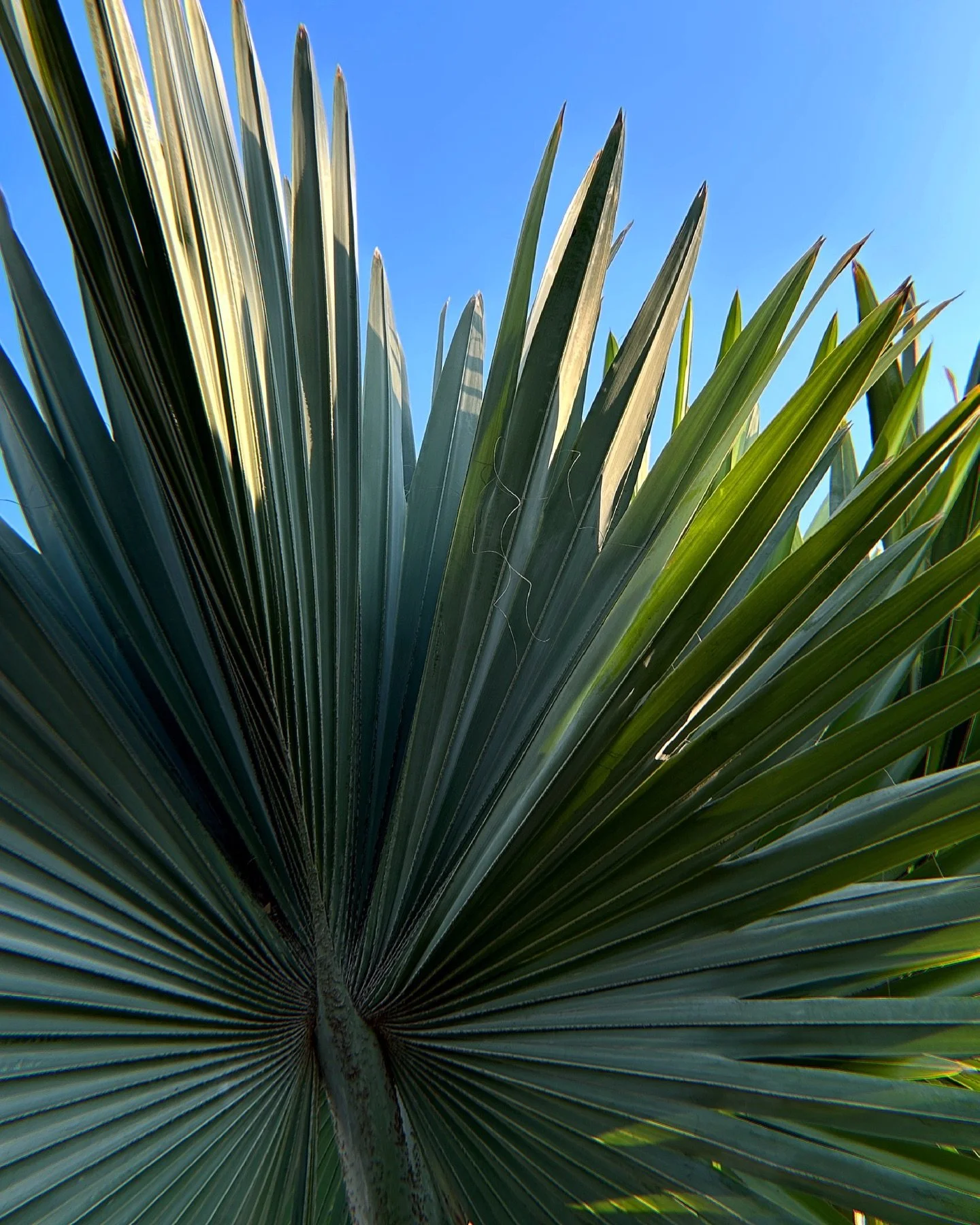 Bismarckia nobilis, or the &lsquo;Bismarck Palm&rsquo; are native to Madagascar (which is why you&rsquo;ll find them growing near the Madagascar Spiny Forest at @laarboretum) and their silvery blue-green fronds can grow to be up to 3 meters (almost 1