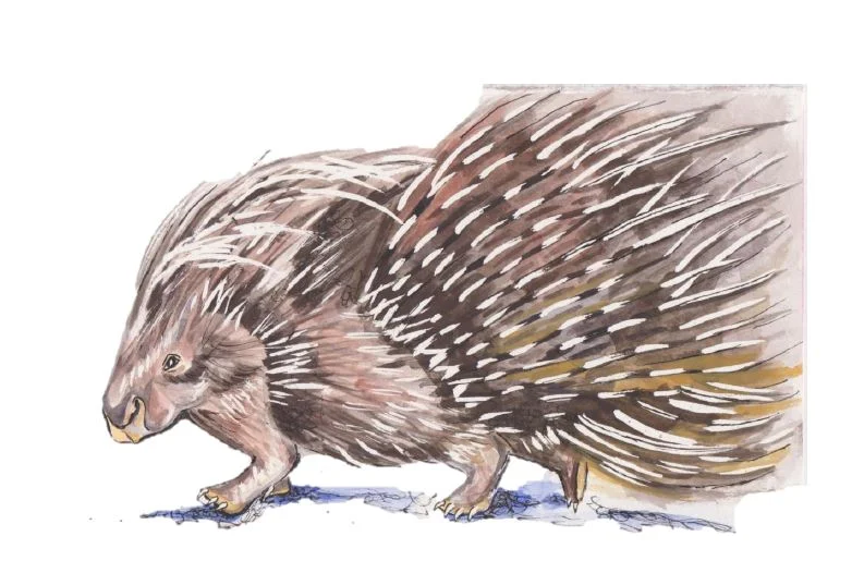 Deanna Dorangrichia , Porcupine