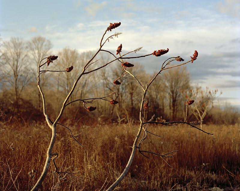 Tema Stauffer , Winter Sumac Branches, Germantown, New York, 2016 (photograph)