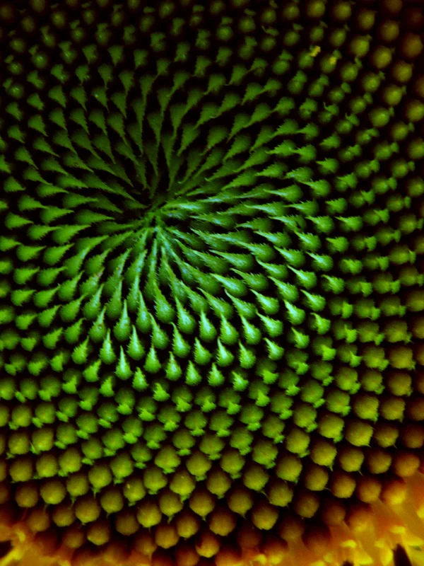 Paul Bilger , Sunflower (digital photograph)