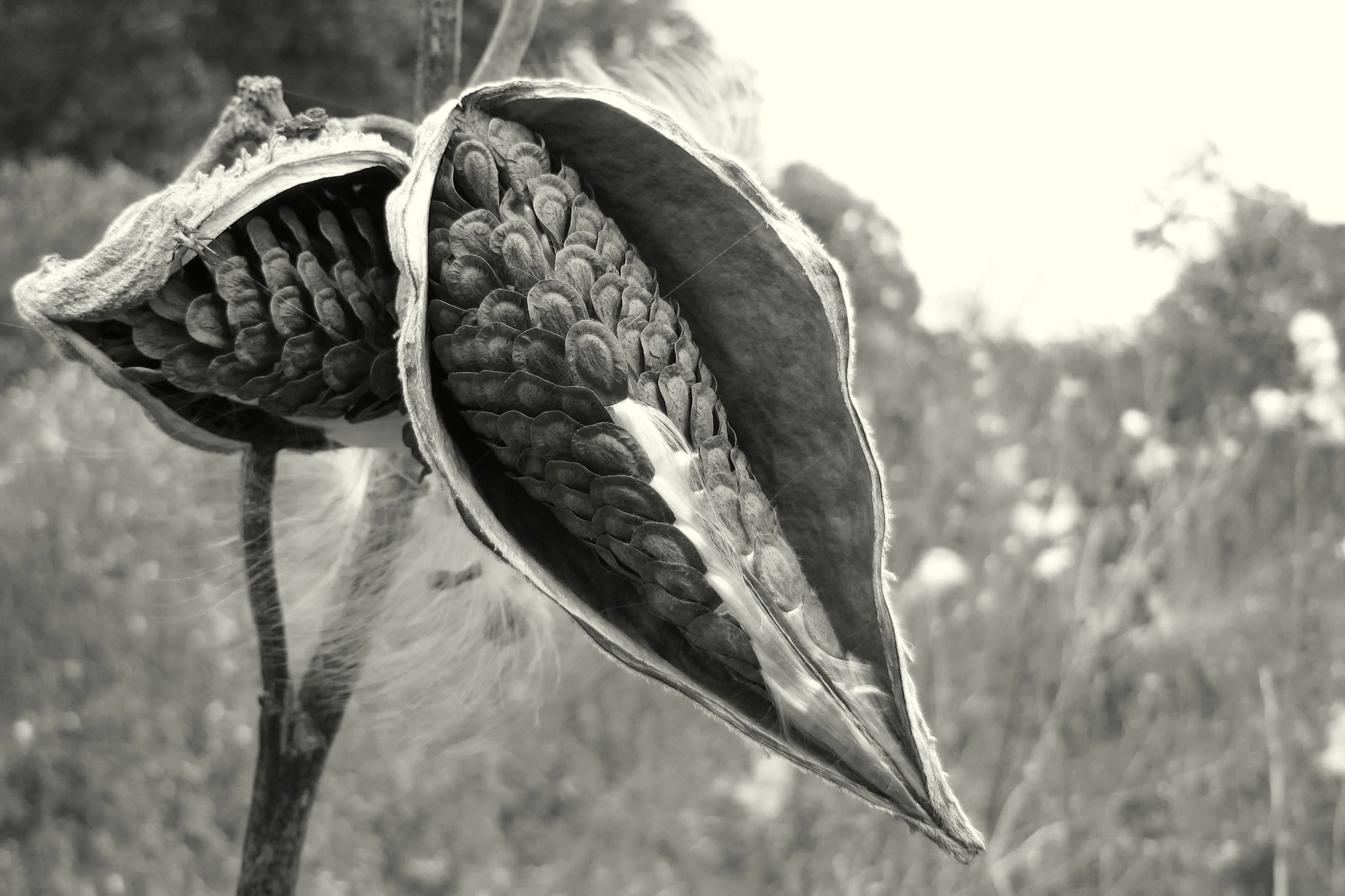 Paul Bilger , Milkweed (digital photograph)