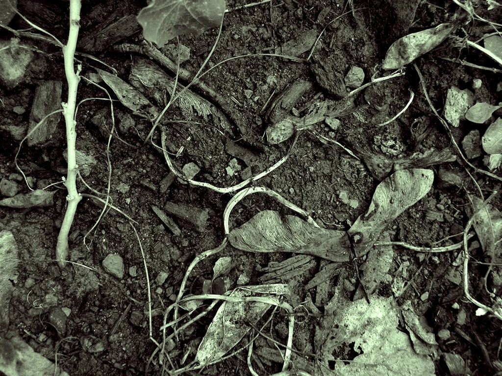 Paul Bilger , Maple Seeds (photograph)