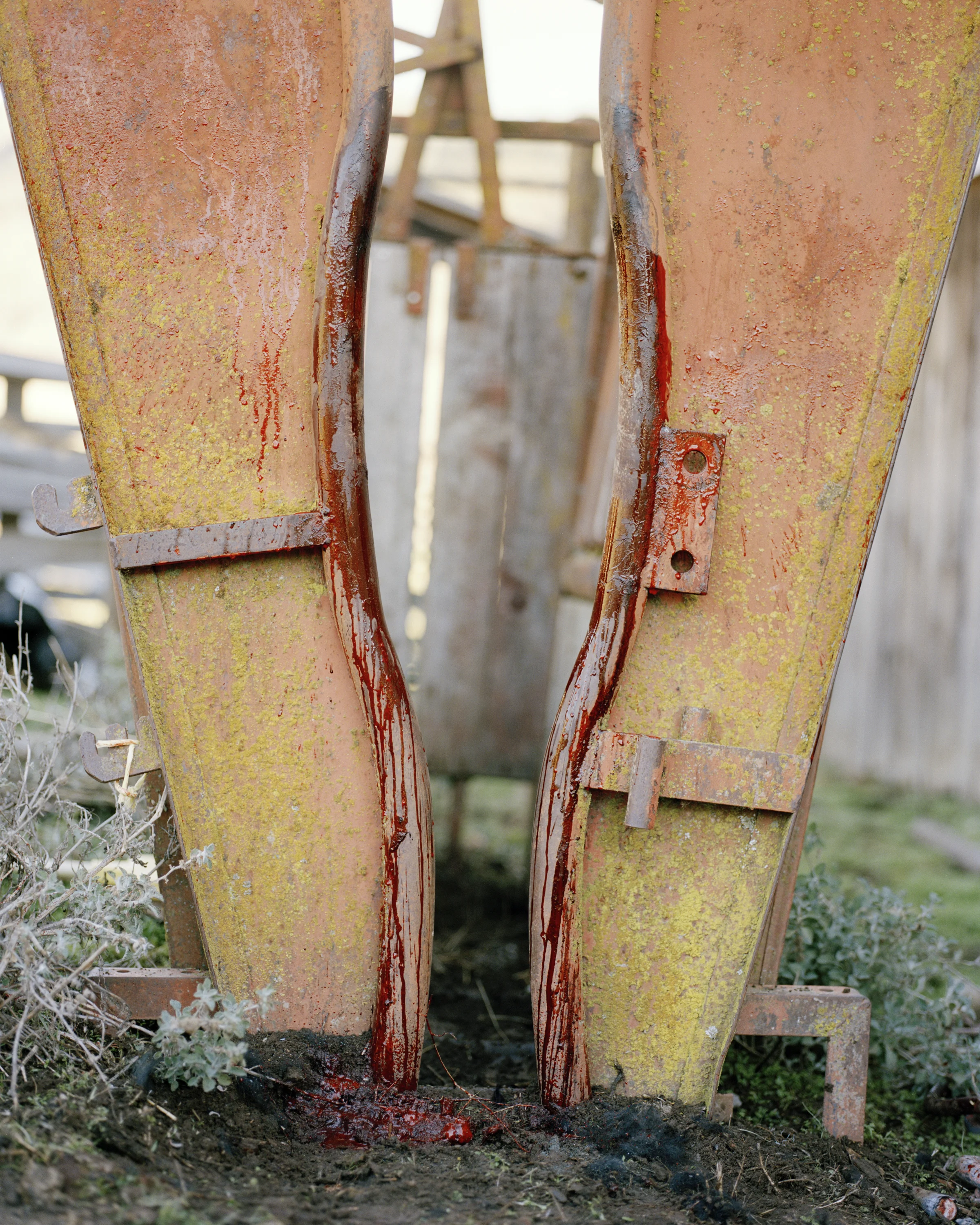 Ashley Valmere , Bloody Stocks (photograph)