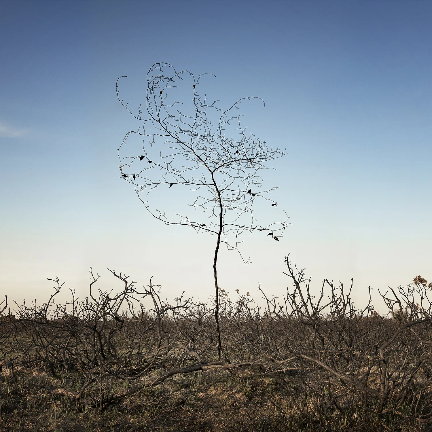Ellie Davies , Smoke and Mirrors Heathland 3 , 2013 ( Artist Website ) C-Type lightjet print on Fuji crystal archive paper