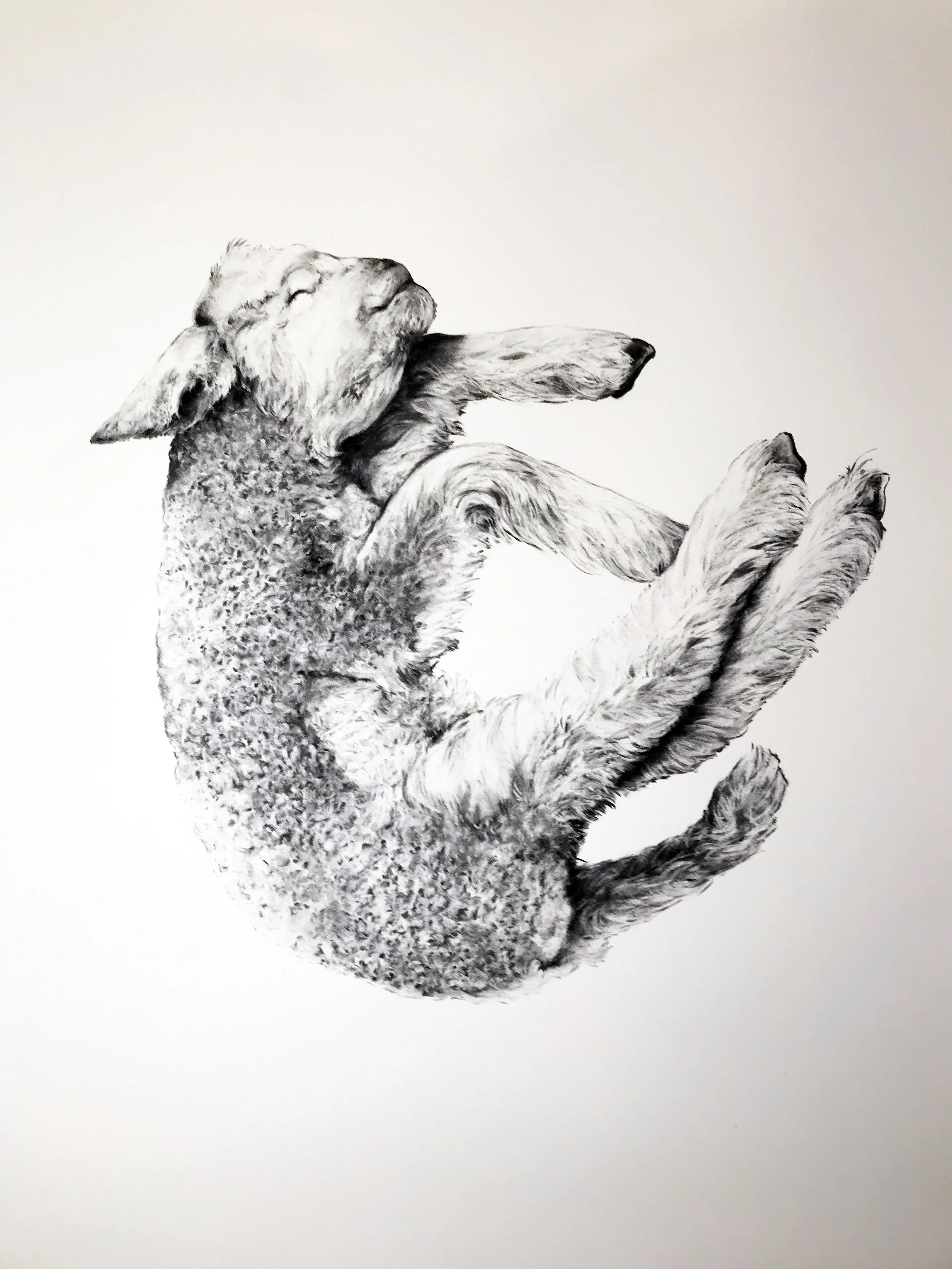 Kate Puxley , Rapture , 2018 Charcoal on paper 1.9 x 1.6 m