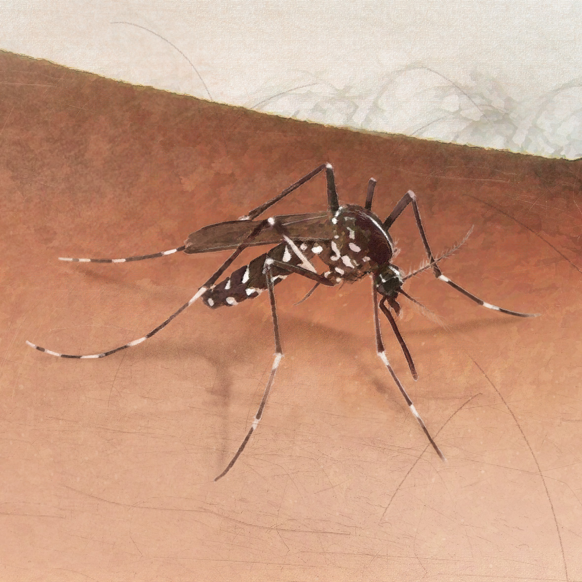 Bayer | Anti-malaria brochure Illustration