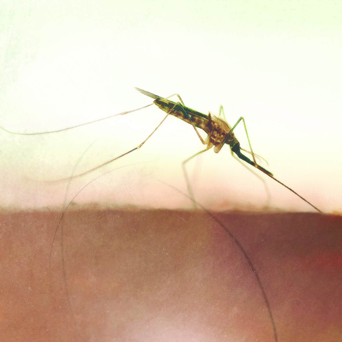 Bayer | Anti-malaria brochure Illustration
