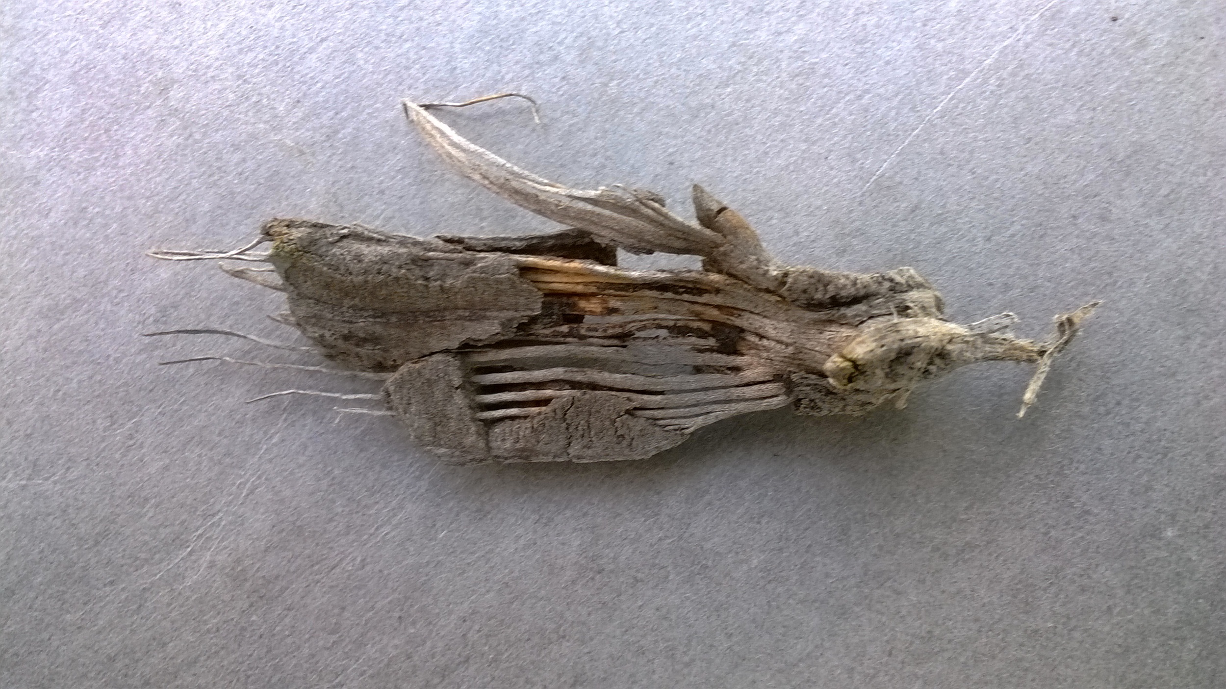 wing
