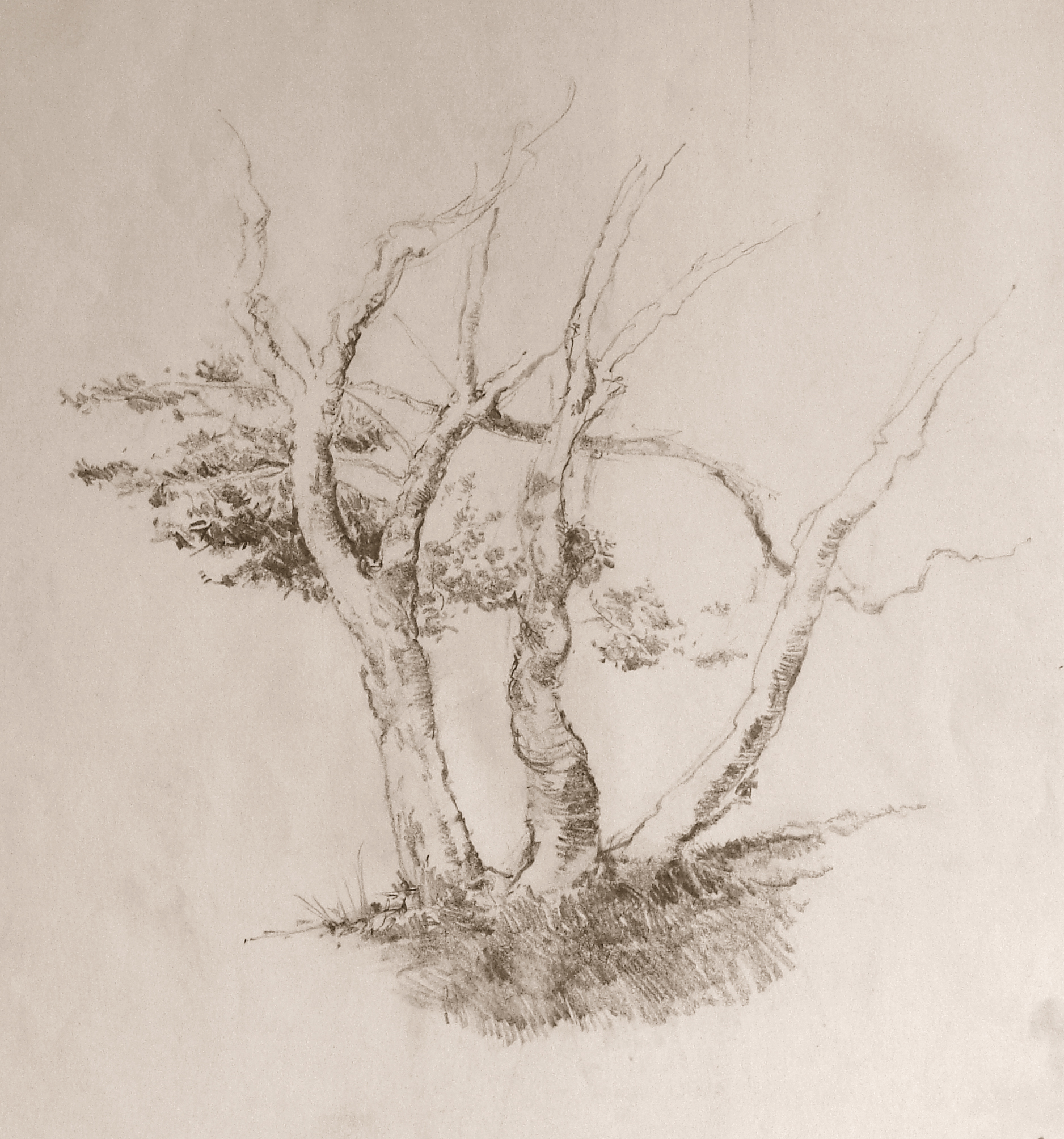 trees.jpg