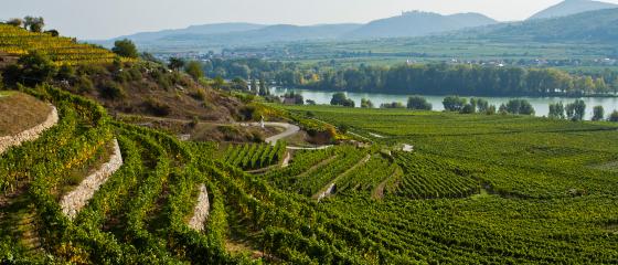 Tegernseerhof Vineyards and Danube River
