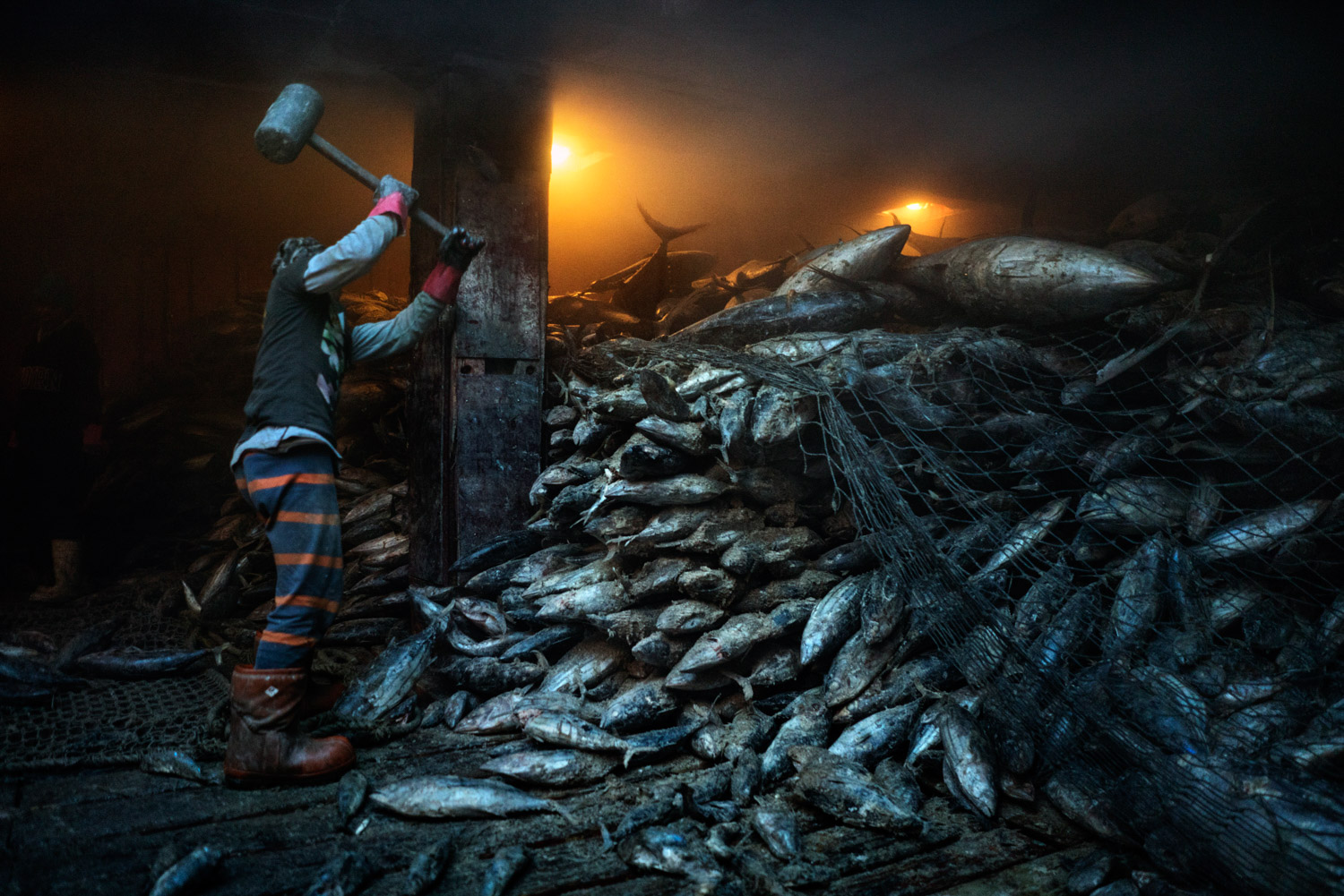 Dock workers use a mallet to dislodge frozen, net caught, tuna so it can be offloaded with a crane, from the hull of 'Sea Glory 2', a 4,444 GT, Panamanian flagged, reefer cargo vessel owned by the Chinese 'Shandong Zhonglu Fishery shipping Co. Ltd' at the General Santos Fish Port in General Santos, The Philippines on July 2nd, 2016. The 'Sea Glory 2' will spend up to two months at sea while a fleet of a dozen tuna fishing boats fill it's freezer hulls with tuna before returning to port. General Santos City is the largest producer of sashimi-grade tuna in the Philippines and is known as the "Tuna Capital of the Philippines".