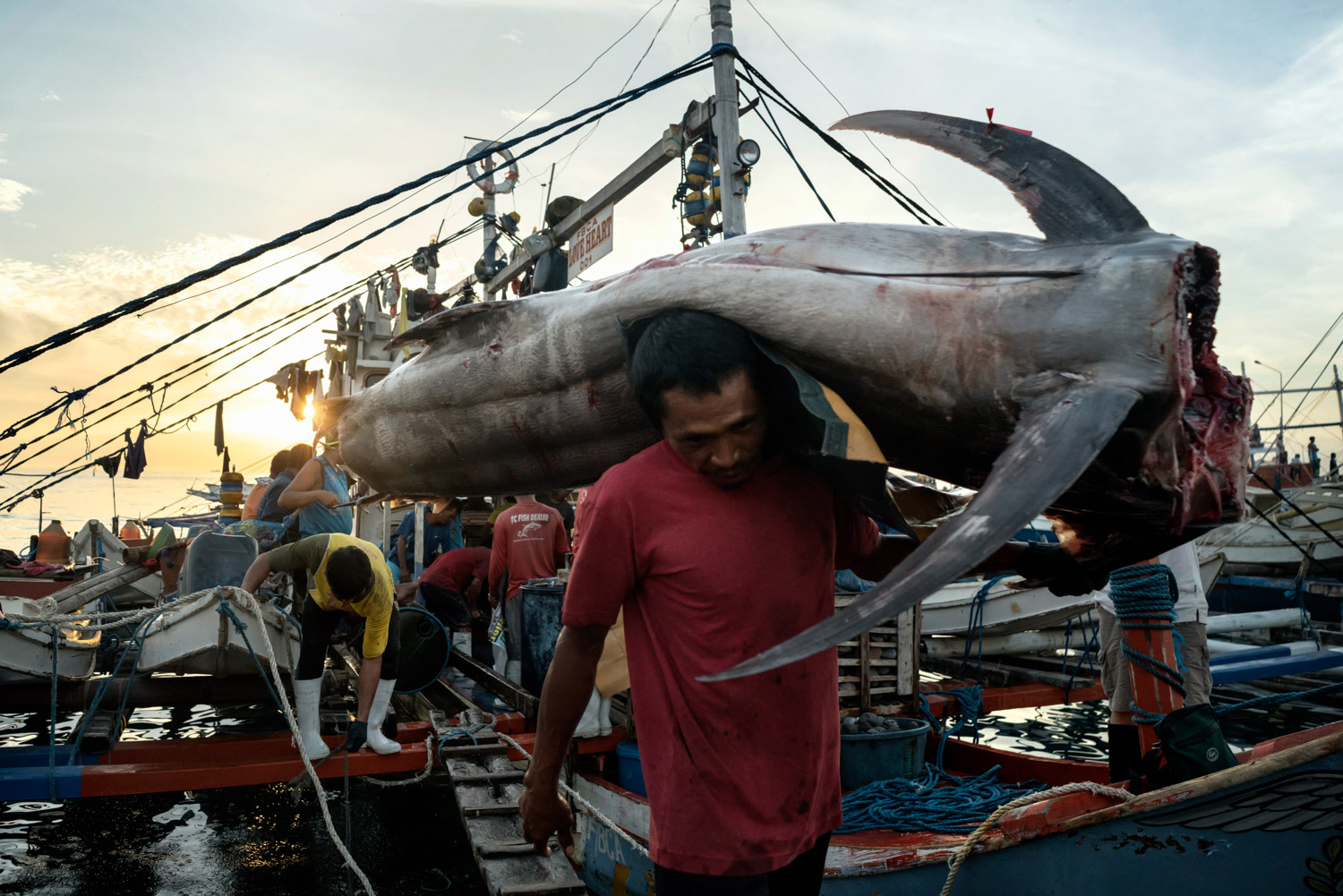 Fisherman offload a marlin caught in the South China Sea, at the General Santos Fish Port in General Santos, The Philippines on July 2nd, 2016. General Santos City is the largest producer of sashimi-grade tuna in the Philippines and is known as the "Tuna Capital of the Philippines".