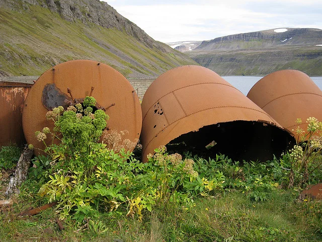 Angelica growing next to an old whaling station, Westfjords, Iceland. Photo by Tanja Geis