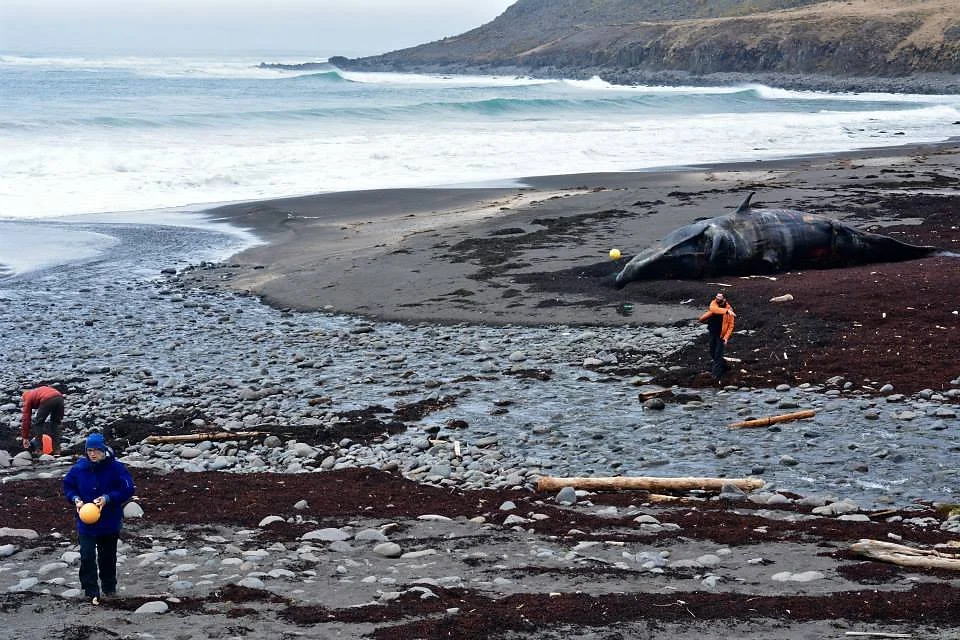 Beach clean with stranded Sperm Whale 