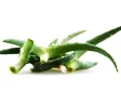 aloe vera 2.jpg