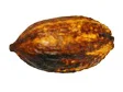 484854_cocoa_pod.jpg