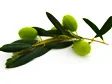 olives seeds.jpg