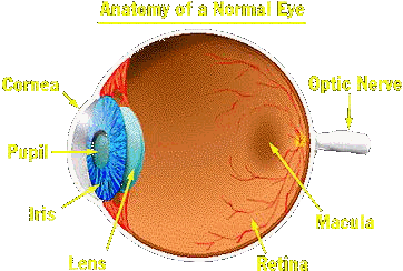 eye.gif