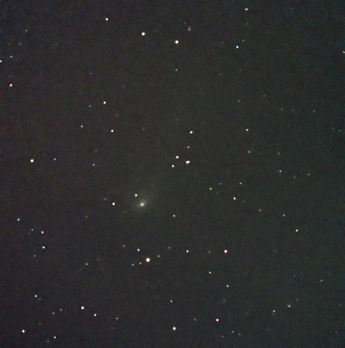 Comet Wild (81P)