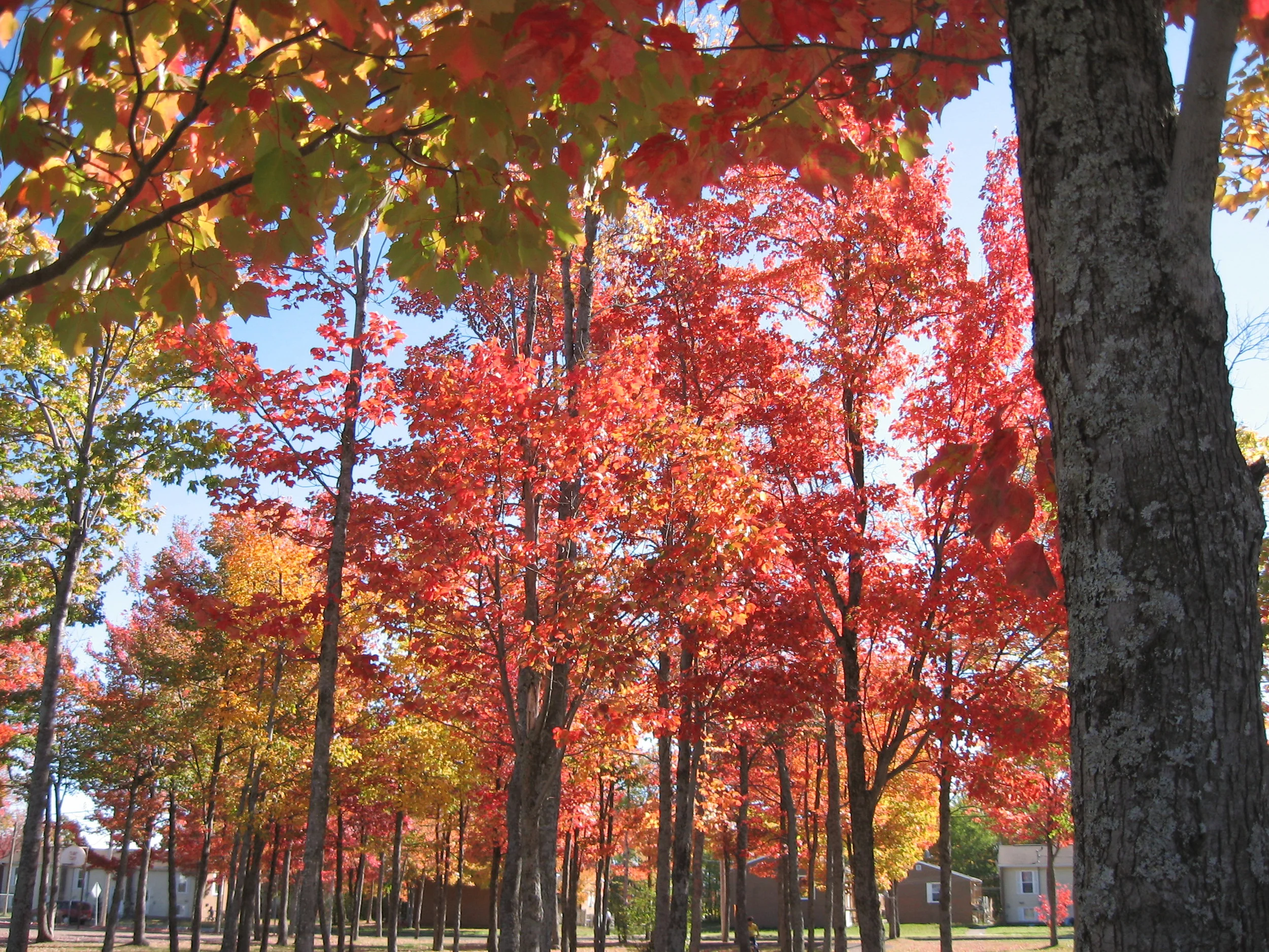 Park Fall Leaves